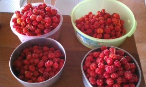 Suriname Cherries picked directly from Cherry Tree