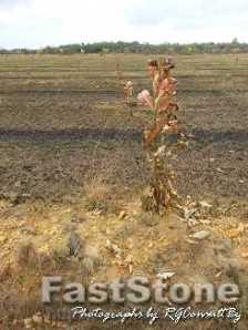 burnt cashew trees sm