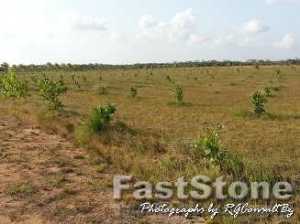 cashew plants revived