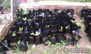 Cashew seedlings SM