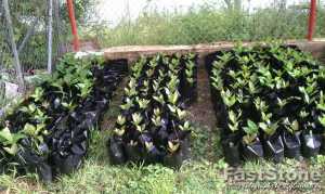 Cashew seedlings sm1