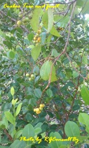 Craboo Tree and Fruit