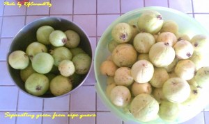 Guava Separating green from ripe