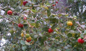 Suriname Cherry on the tree