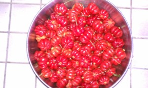Suriname Cherries already washed 