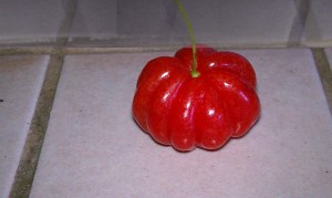 The Suriname Cherry Fruit 