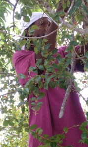 Picking Suriname Cherries