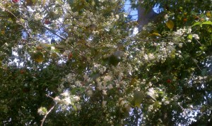 Suriname Cherry in Blosom 