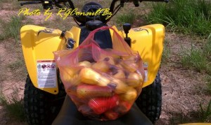 One day cashew harvest