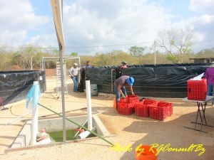 Main drain area which leads to filtration area of waste water.
