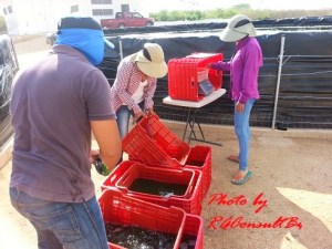 Separating into various sizes for a customer