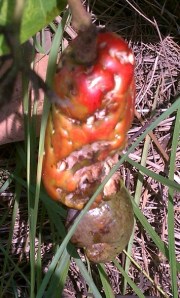 Cashew insect damage 2