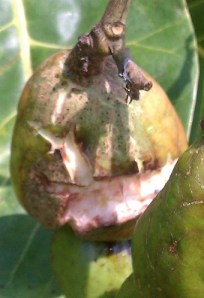 Cashew insect damage