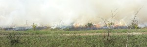 Fires on the Savannah