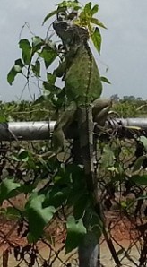 Iguana