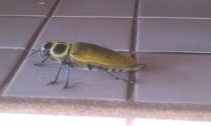 Insect2