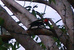 Woodpecker